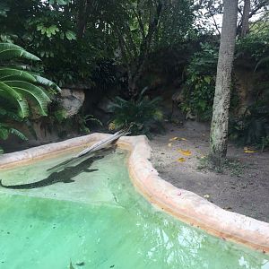Cuban Crocodile Enclosure