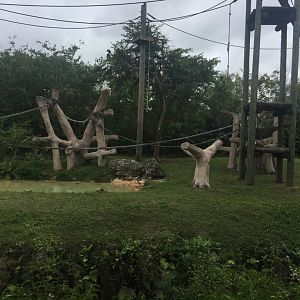Orangutan Enclosure