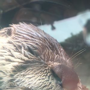 North American River Otter