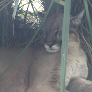 Florida Panther