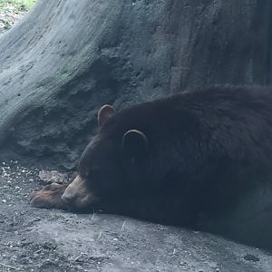 American Black Bear