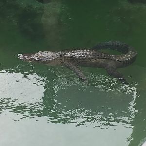 American Alligator