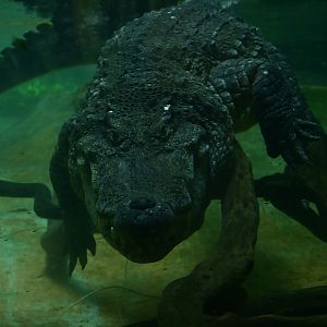 Siamese Crocodile