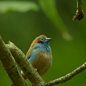 Red Cheeked Cordon Bleu