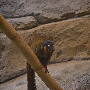 Red Collared Lemur