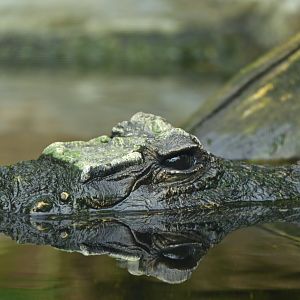 West African Dwarf Crocodile