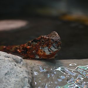 Chinese Crocodile Lizard