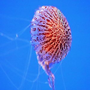 Tiger Sea Nettle (Chrysaora wurlerra)