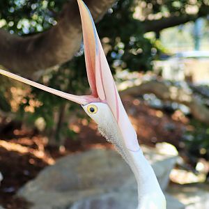 Australian Pelican (Pelecanus conspicillatus)