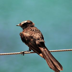 Wild Willie Wagtail (Rhipidura leucophrys)