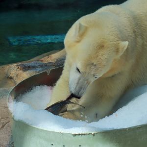 Polar Bear (Ursus maritimus)