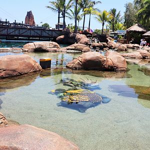 Shark Bay - Rock Pools