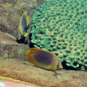 Goldstripe Butterflyfish (Chaetodon aureofasciatus)