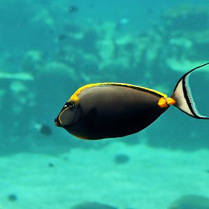 Orange-spined Unicornfish (Naso lituratus)