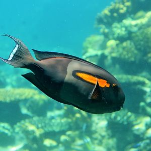 Orange Shoulder Tang (Acanthurus olivaceus)