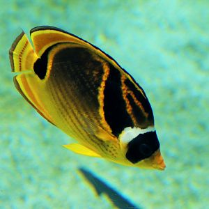 Raccoon Butterflyfish (Chaetodon lunula)