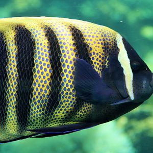 Sixbar Angelfish (Pomacanthus sexstriatus)