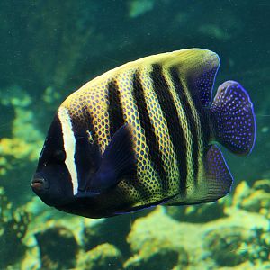 Sixbar Angelfish (Pomacanthus sexstriatus)