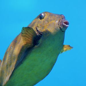 Yellow Boxfish (Ostracion cubicus)