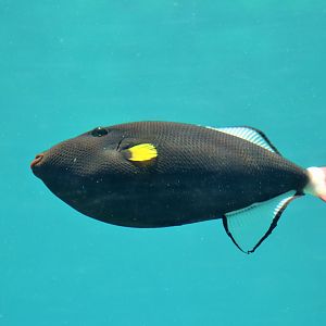 Pinktail Triggerfish (Melichthys vidua)