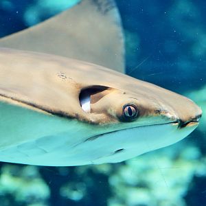 Australian Cownose Ray (Rhinoptera neglecta)