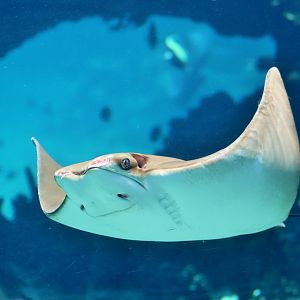 Australian Cownose Ray (Rhinoptera neglecta)