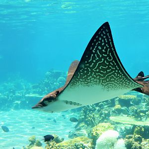 White-spotted Eagle Ray (Aetobatus ocellatus)