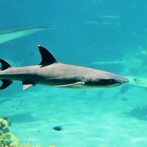 Whitetip Reef Shark (Triaenodon obesus)