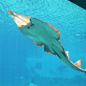 Underside of Shovelnose Ray