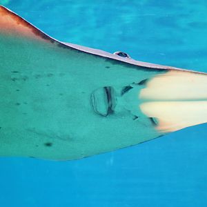 Underside of Shovelnose Ray