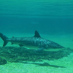 Dusky Whaler (Carcharhinus obscurus)