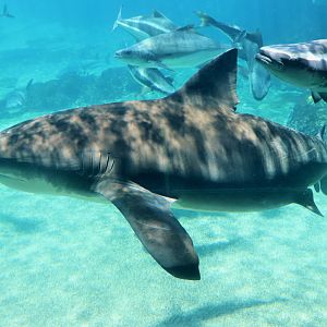 Bull Shark (Carcharhinus leucas)