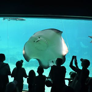 Shark Bay - Viewing Window