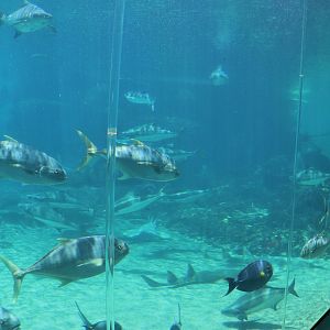 Shark Bay - Viewing Window