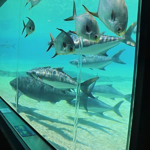 Shark Bay - Viewing Window