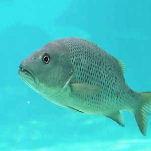 Spangled Emperor (Lethrinus nebulosus)