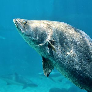 Barramundi (Lates calcarifer)