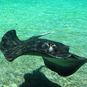 Mangrove Whipray (Urogymnus granulatus)