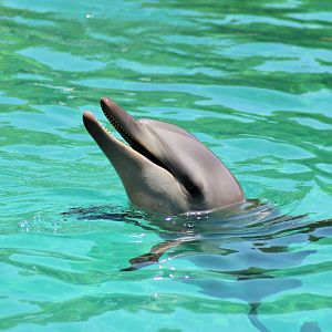Indo-Pacific Bottlenose Dolphin (Tursiops aduncus)