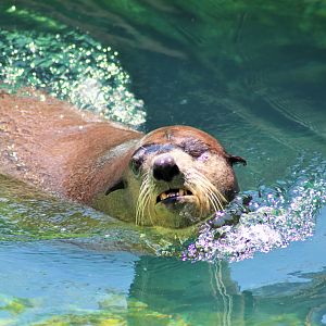 California Sea Lion (Zalophus californianus)