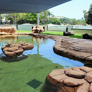 Little Penguin Enclosure