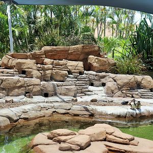 Little Penguin Burrows