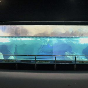 King/Gentoo Penguin Underwater Viewing