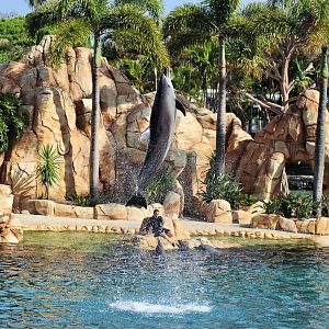 Affinity Dolphin Show