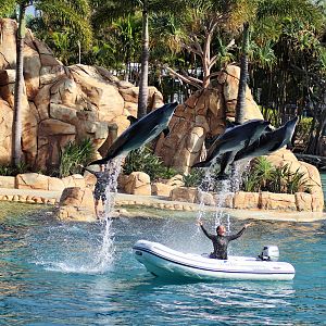 Affinity Dolphin Show