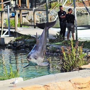 Common Bottlenose Dolphin (Tursiops truncatus)