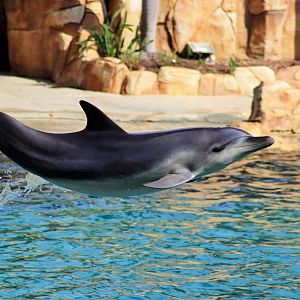 Common Bottlenose Dolphin (Tursiops truncatus)