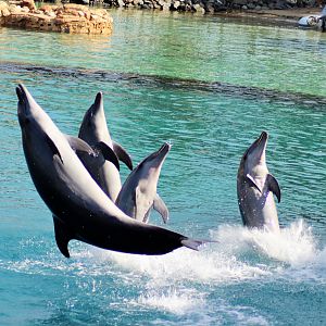 Common Bottlenose Dolphins (Tursiops truncatus)
