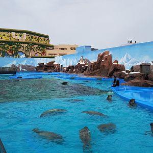 Sea Lion Pool