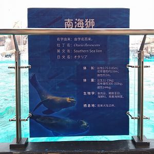 Southern Sea Lion Signage